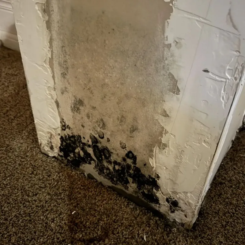 Professional Mold Removal in Laurinburg, NC